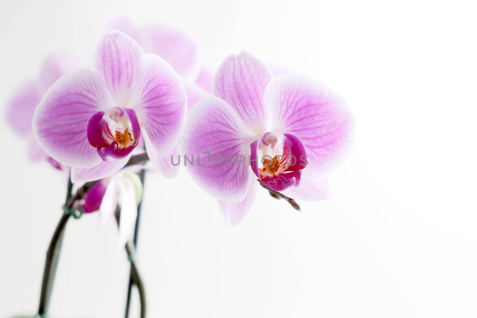 Purple Orchid by azschach