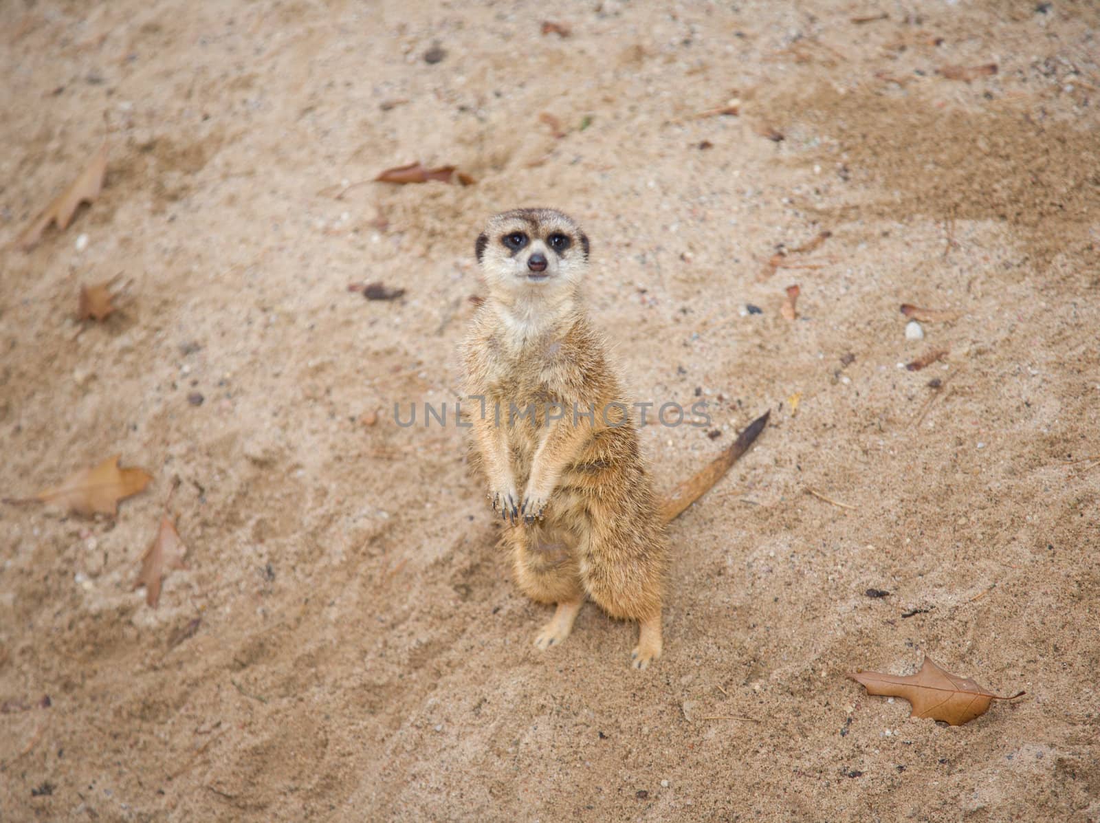 meerkat Suricata suricatta