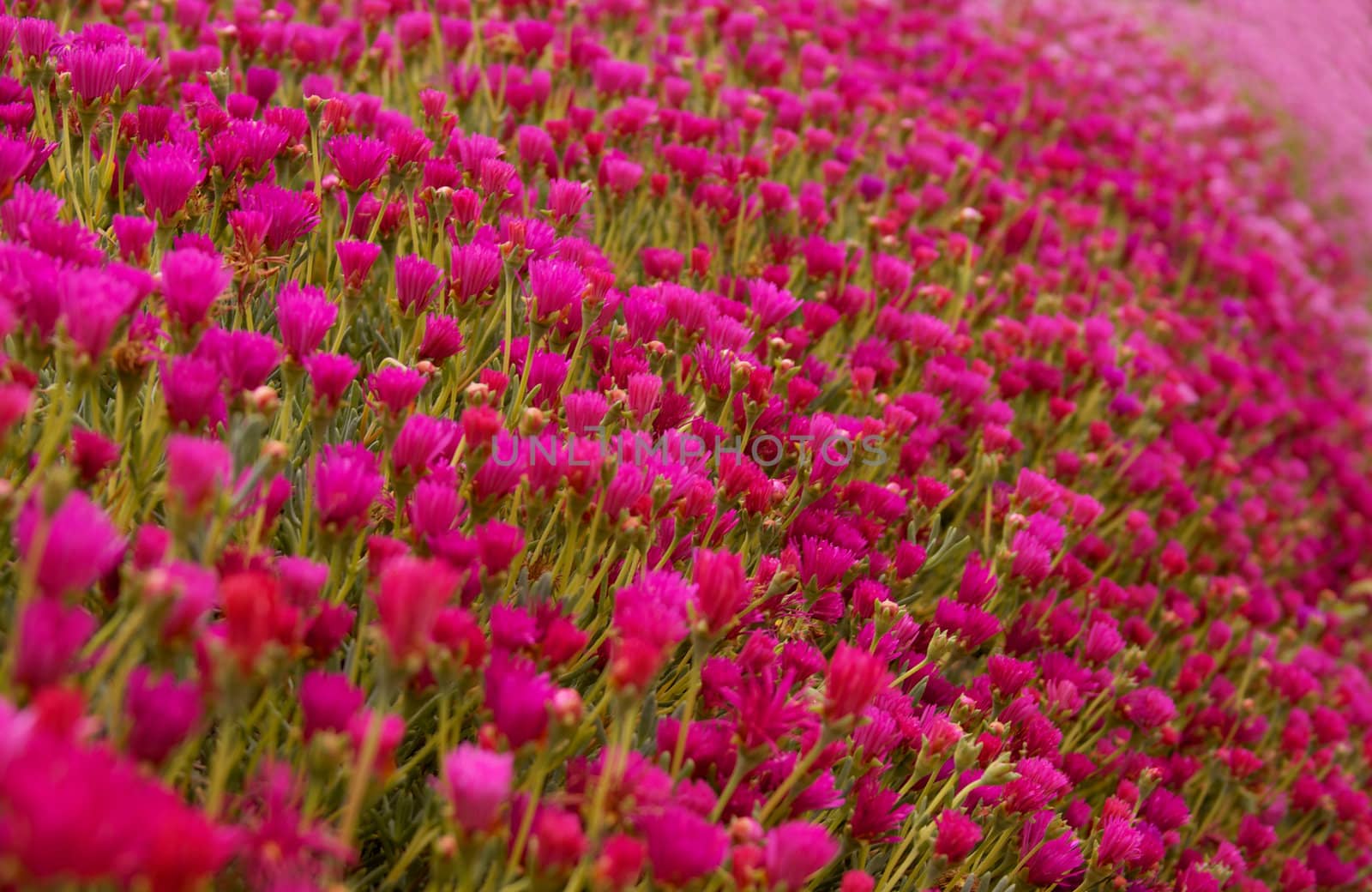 Bed of crowed pink and red flowers with green stems and leaves with narrow depth of field that stretch forever