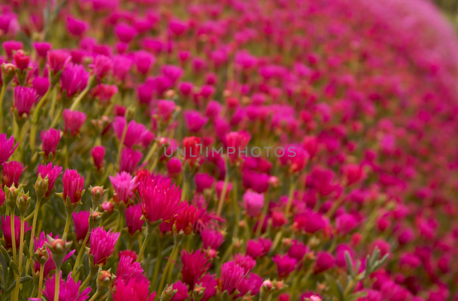 Bed of crowed pink and red flowers with green stems and leaves with narrow depth of field