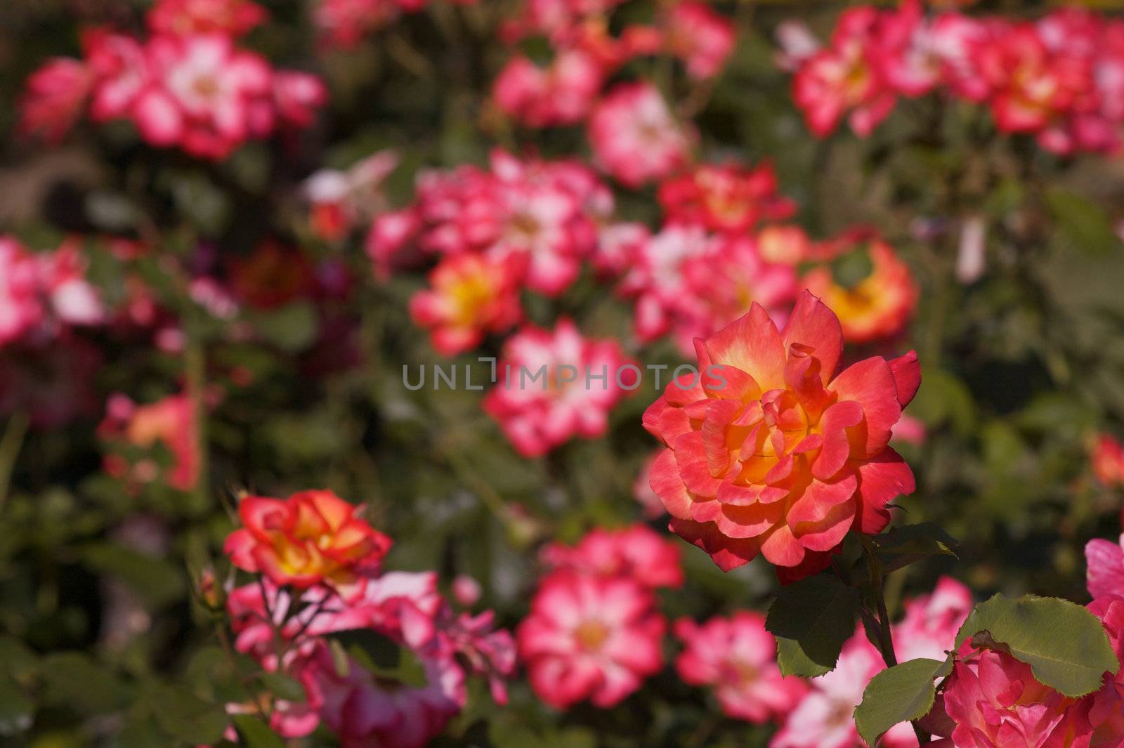 A single Fully bloomed red orange and yellow rose  against a backround of a soft focus rose garden