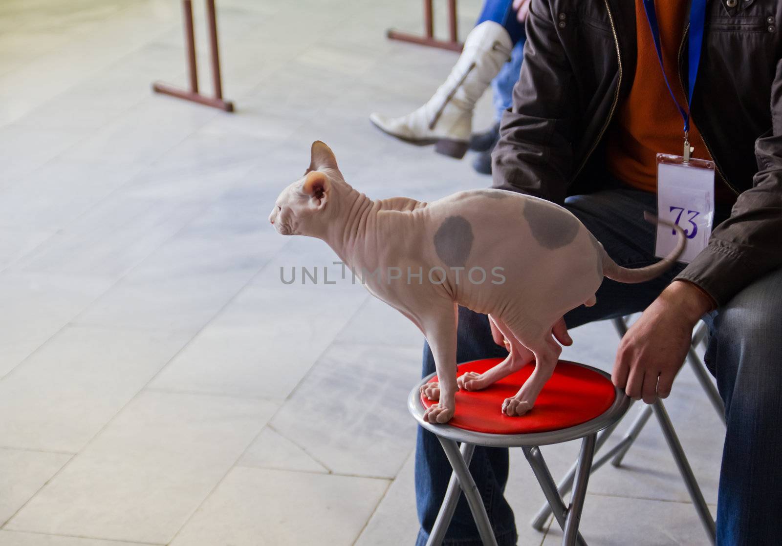 Don Sphinx at the exhibition of cats
