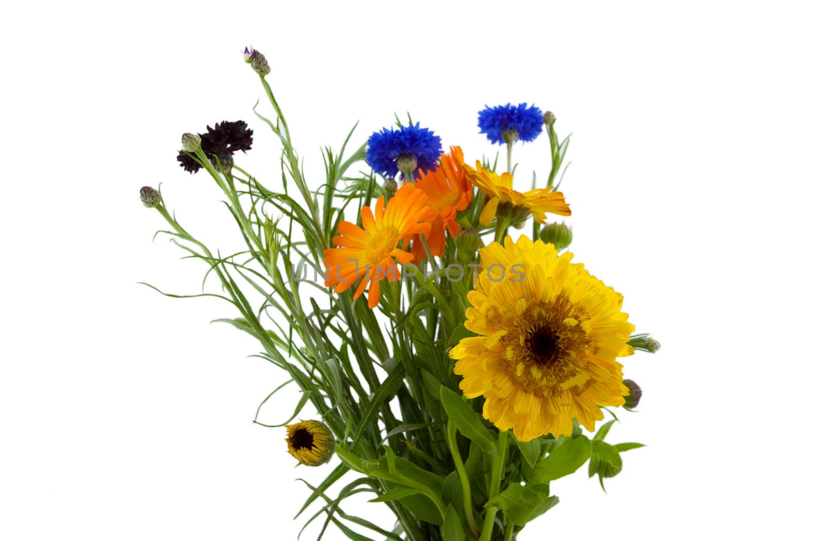 Bouquet of Yellow Orange Blue Flowers other view by bobkeenan