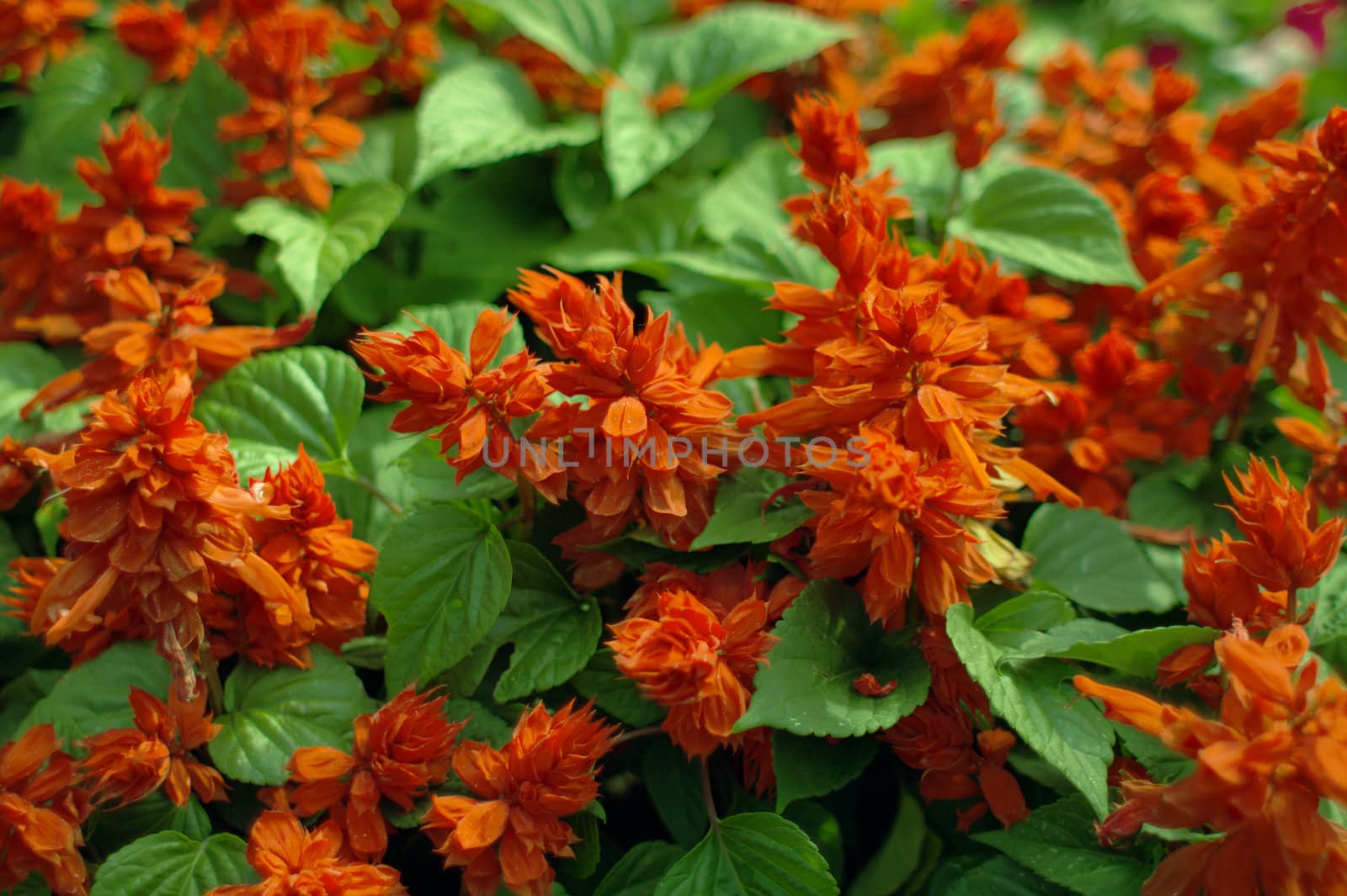 Lots of  fluffy Bright red flowers interwoven with green leaves