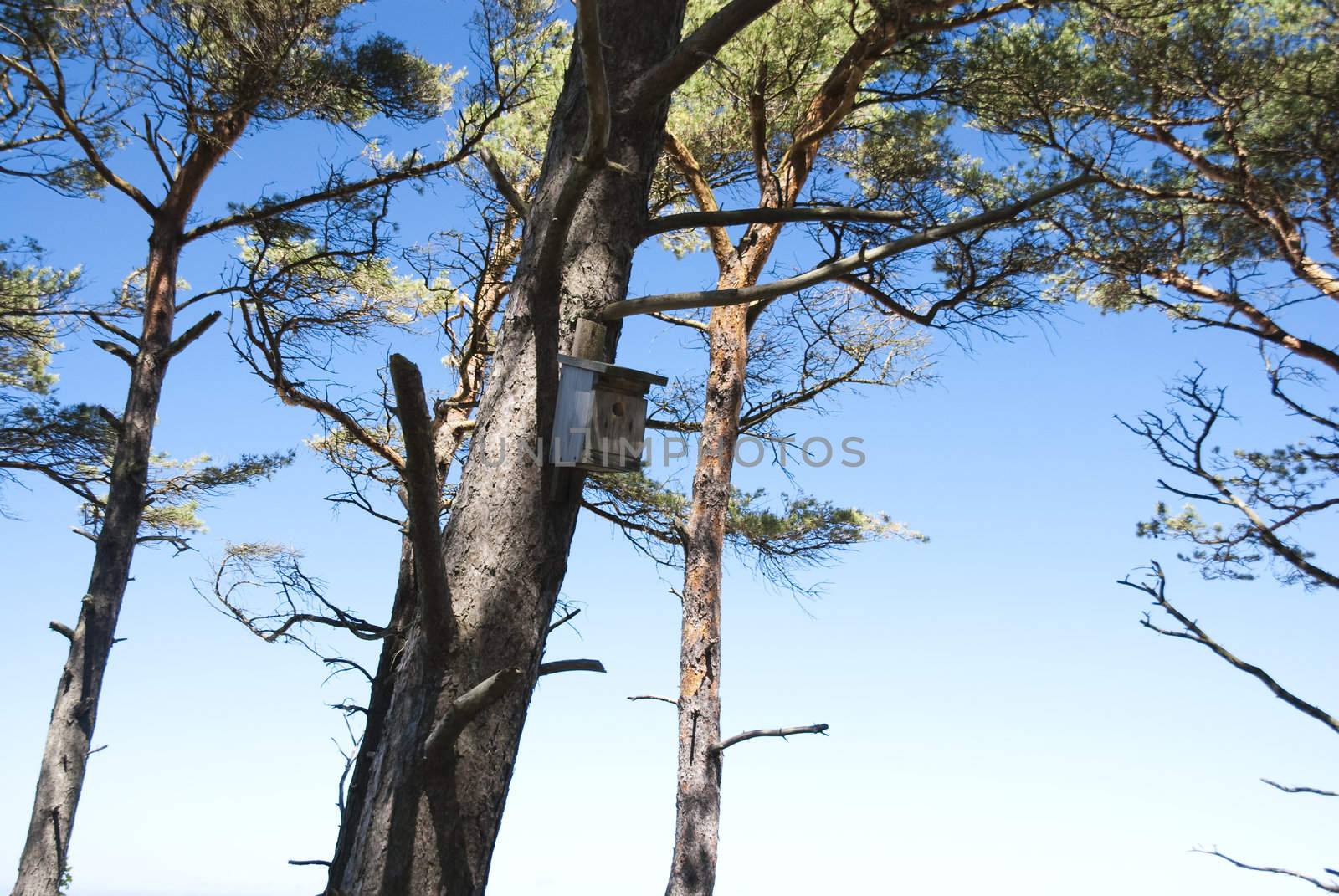 Trees on the dunes. by wojciechkozlowski