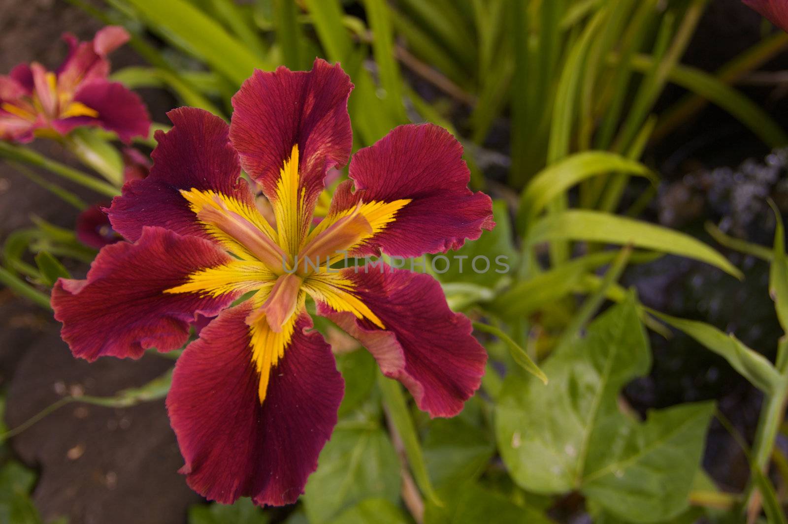 Burgundy and Yellow Irish with a short depth of field creating a medium focus green leaf background