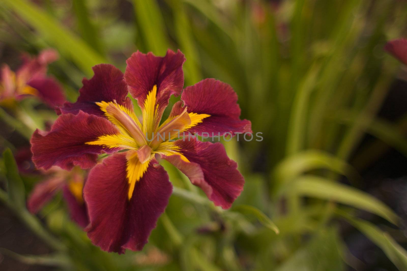 Burgundy Yellow Iris soft focus by bobkeenan