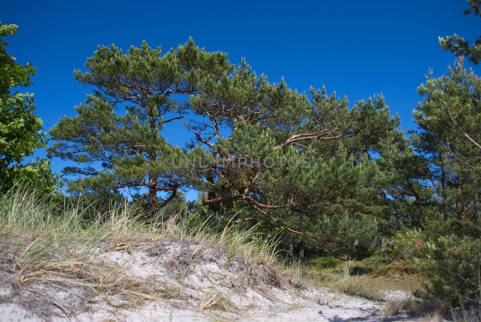 sand dunes eating up forest by wojciechkozlowski