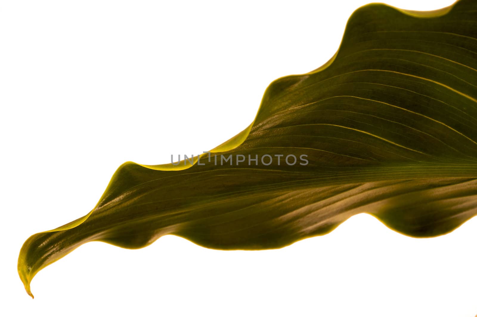 Close up of the underside of a large green calla lily leaf