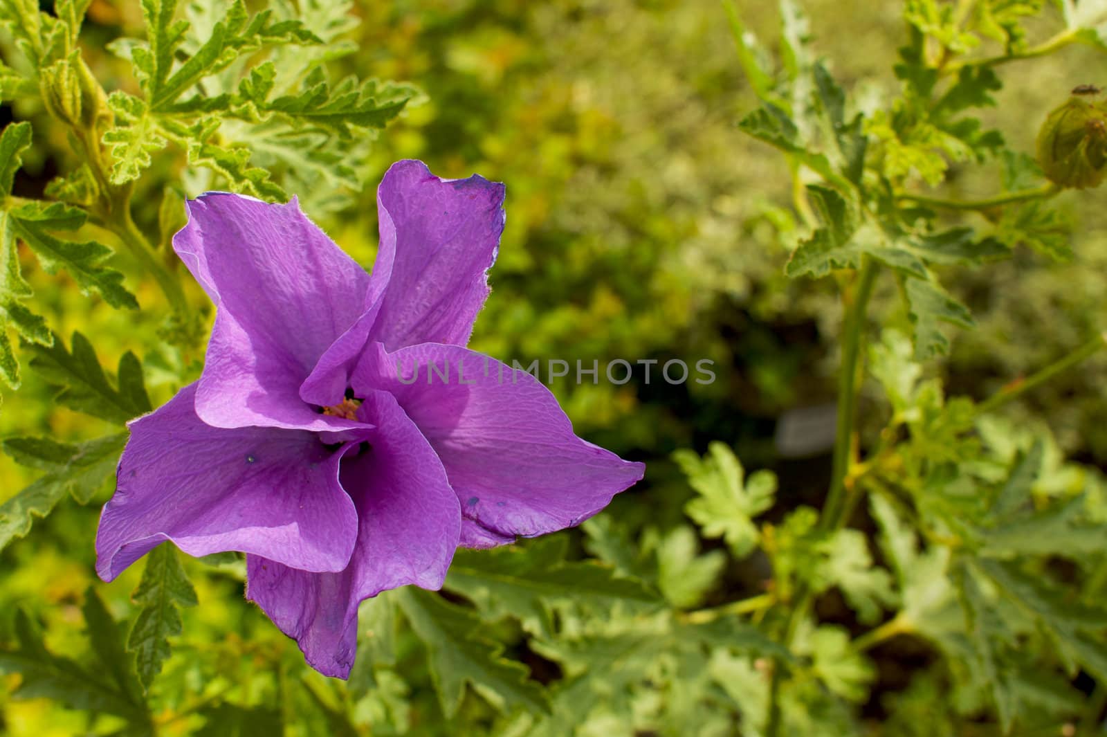 Clematis like purple flower with a green leaf soft focus background