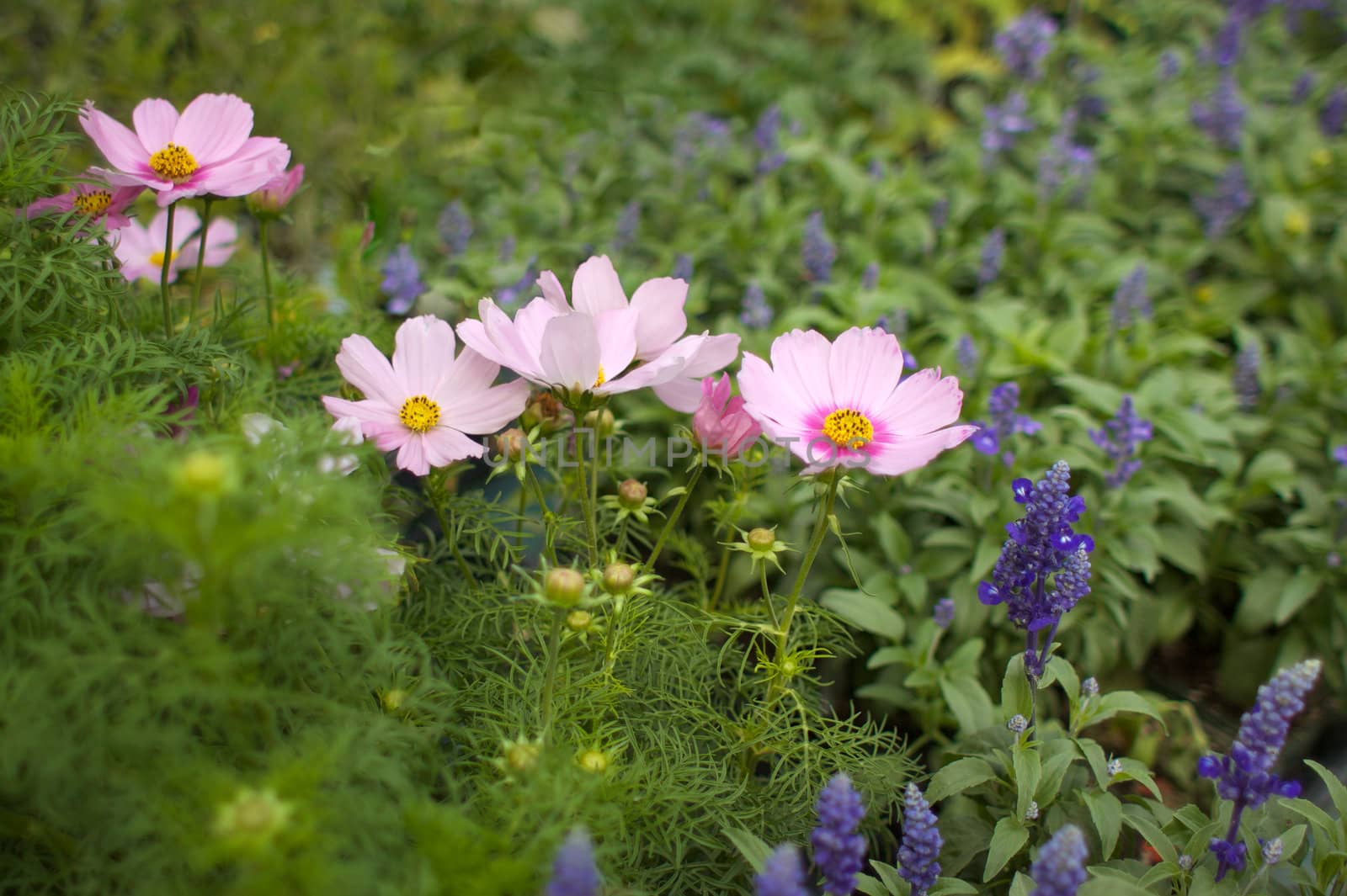 Cosmos and tiny purple flowers by bobkeenan