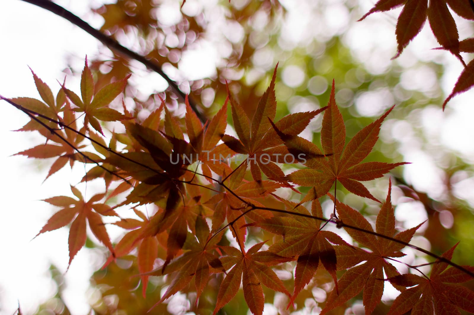 Japanese Maple Tree leaves silhouetted against soft focus green leaves
