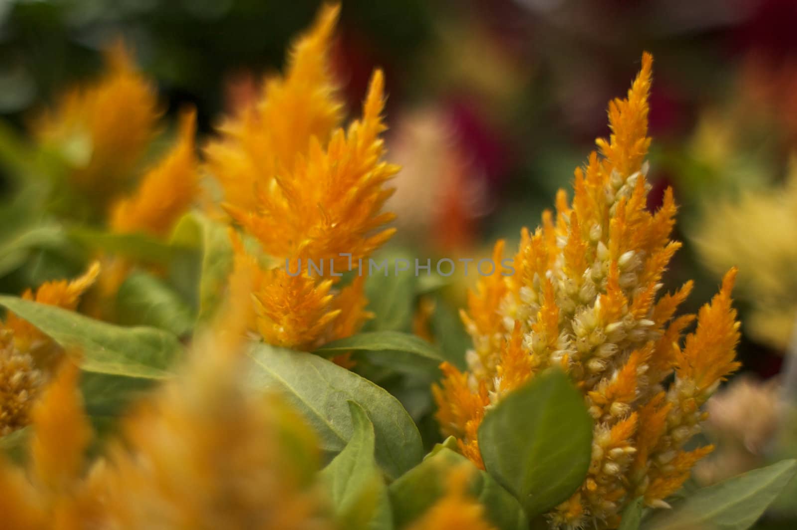 Golden Fern like flowers by bobkeenan