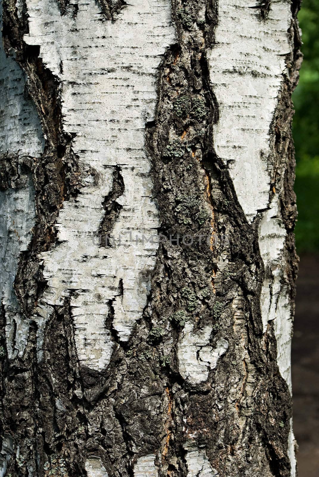 Macro shoot of aged birch bark