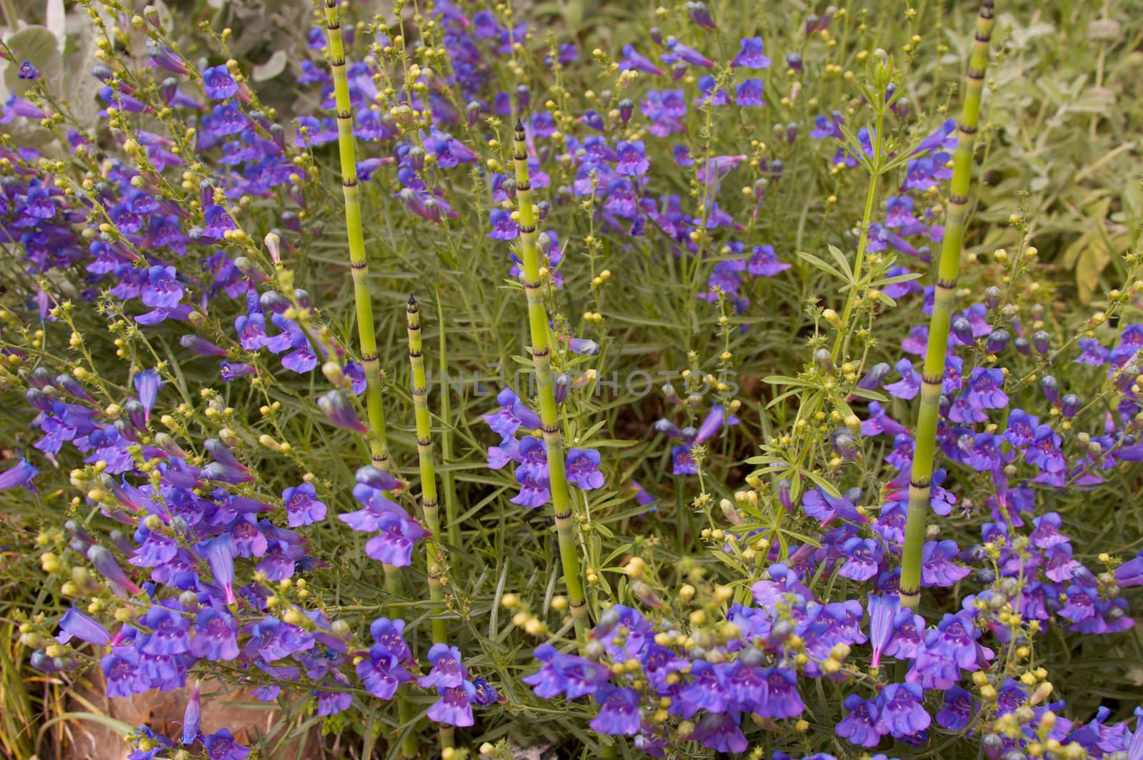 a garden shot of four stalks of horsetail grass surround by small blooms of blue penstemon flowers