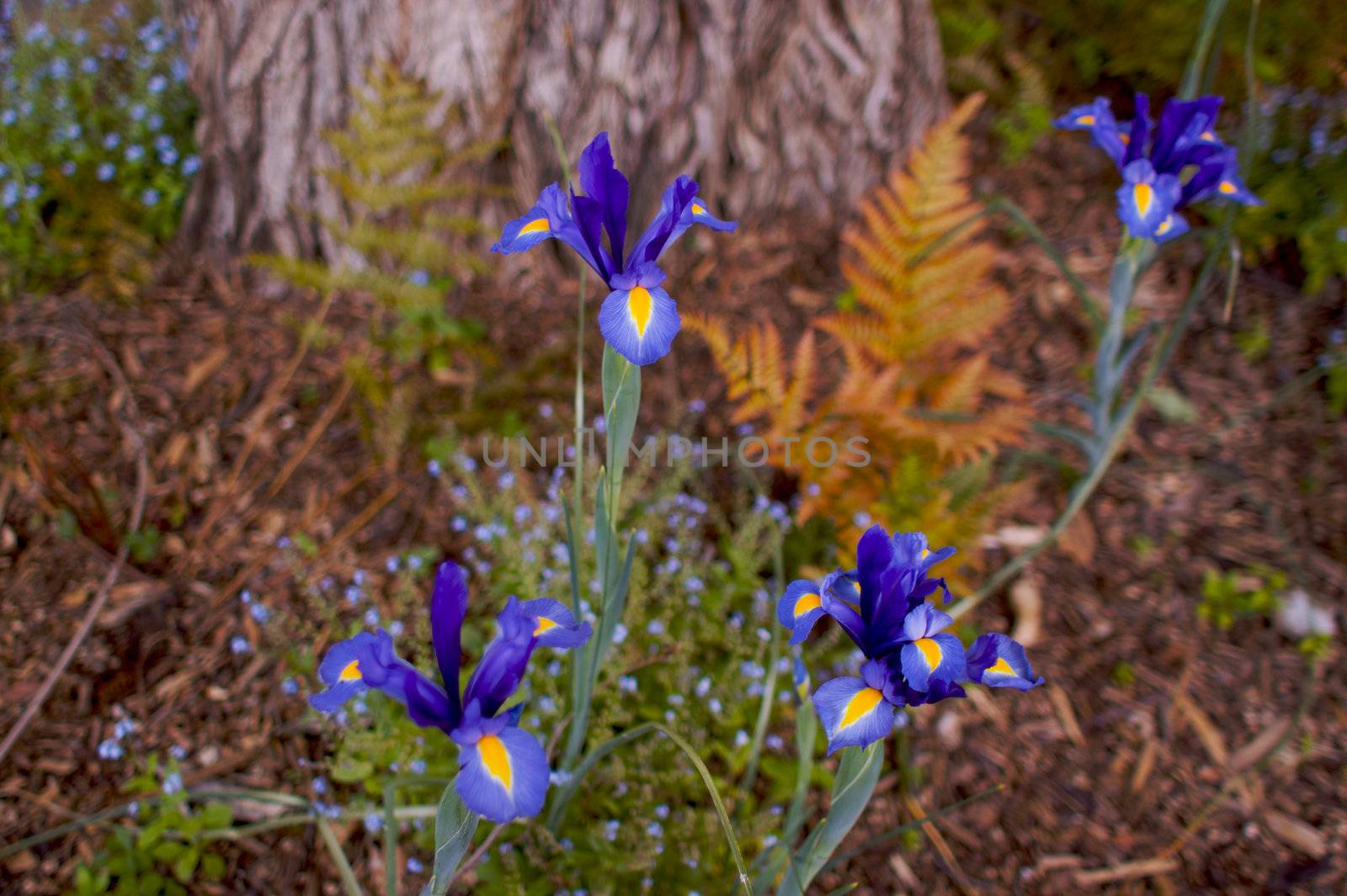 iris fern tree by bobkeenan