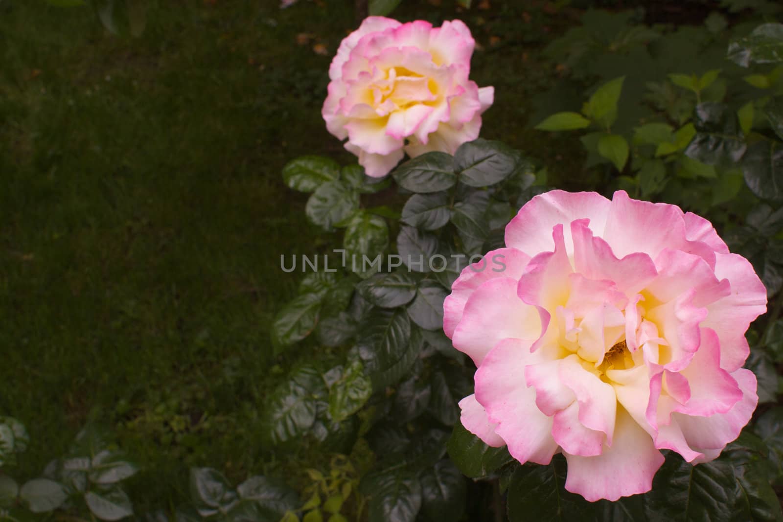 a large pink and yellow rose taken with a shallow depth of field creating a soft focus of green leaves and another rose