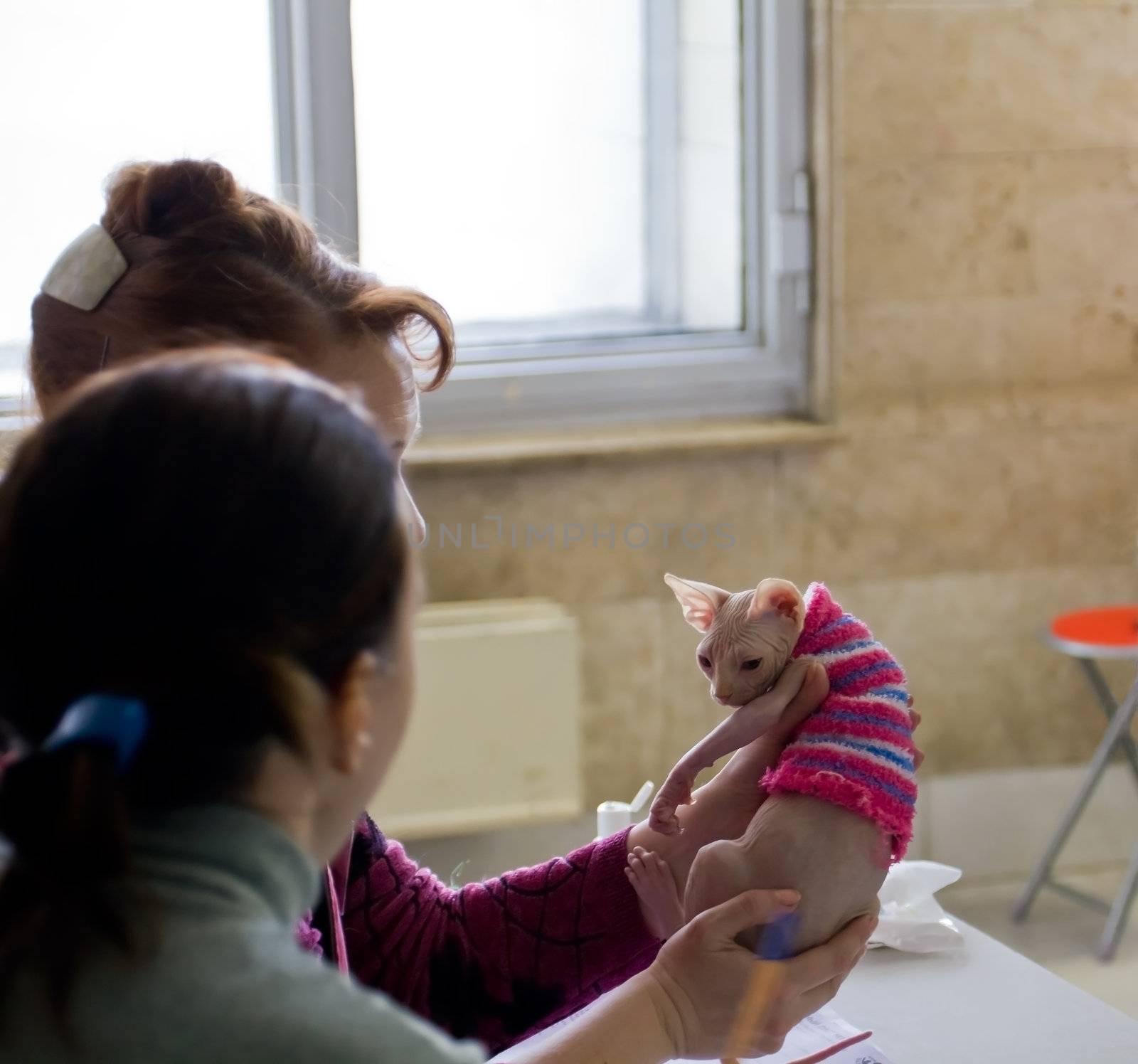 Don Sphinx kitten at the examination of experts

