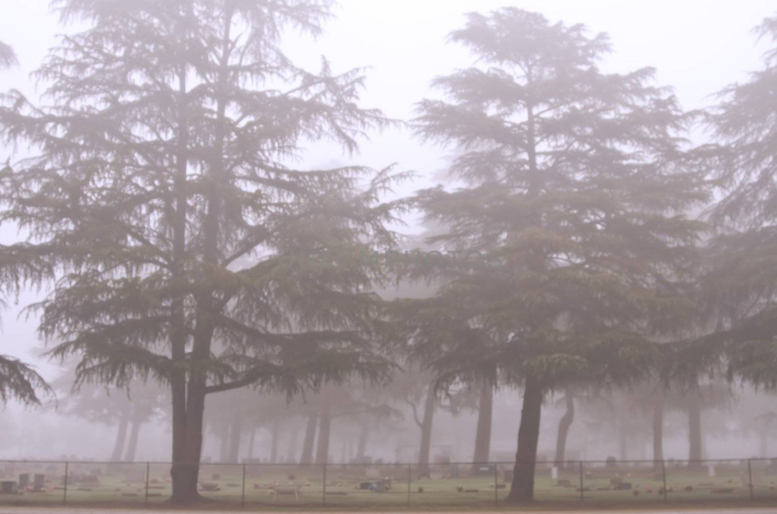 Trees in the fog by timscottrom