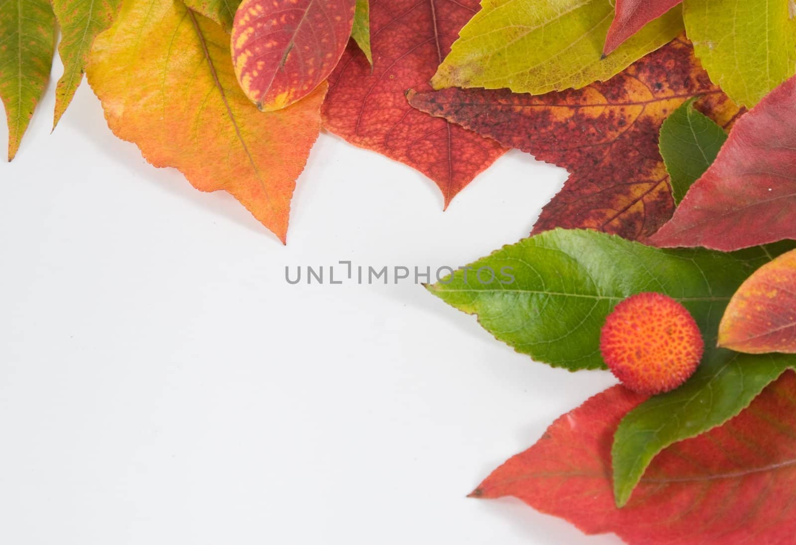 Assortment of leaves isolated on white in a frame with ad space in lower left
