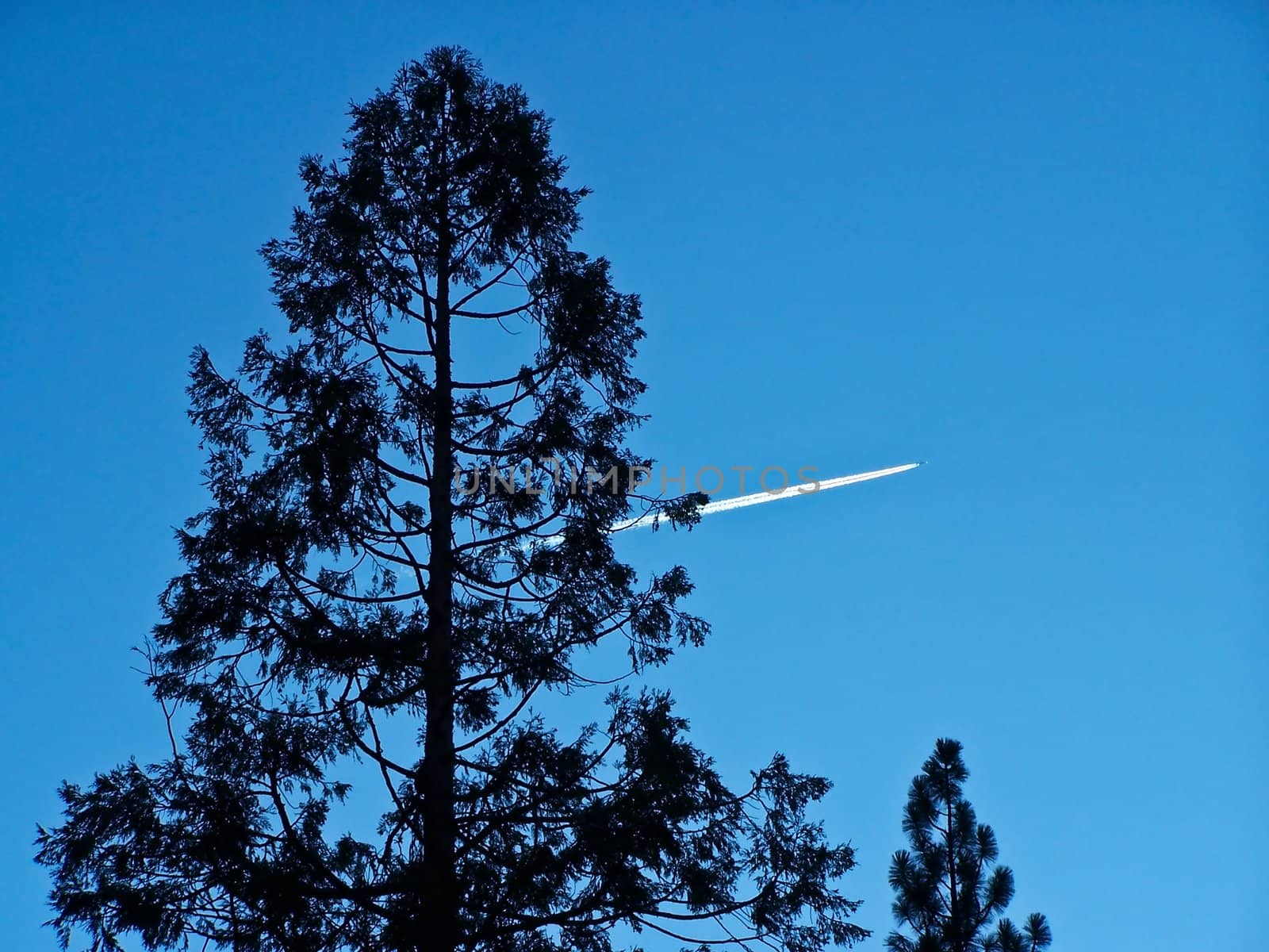 Tall tree against blue sky with contrails of plane