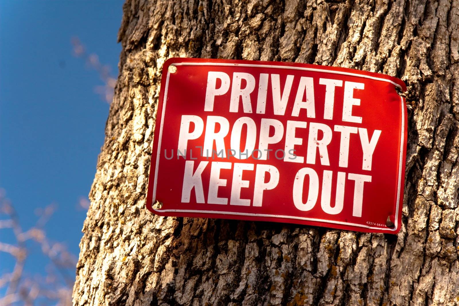 Red Keep Out sign nailed to tree trunk, a sliver of blue sky on left of frame