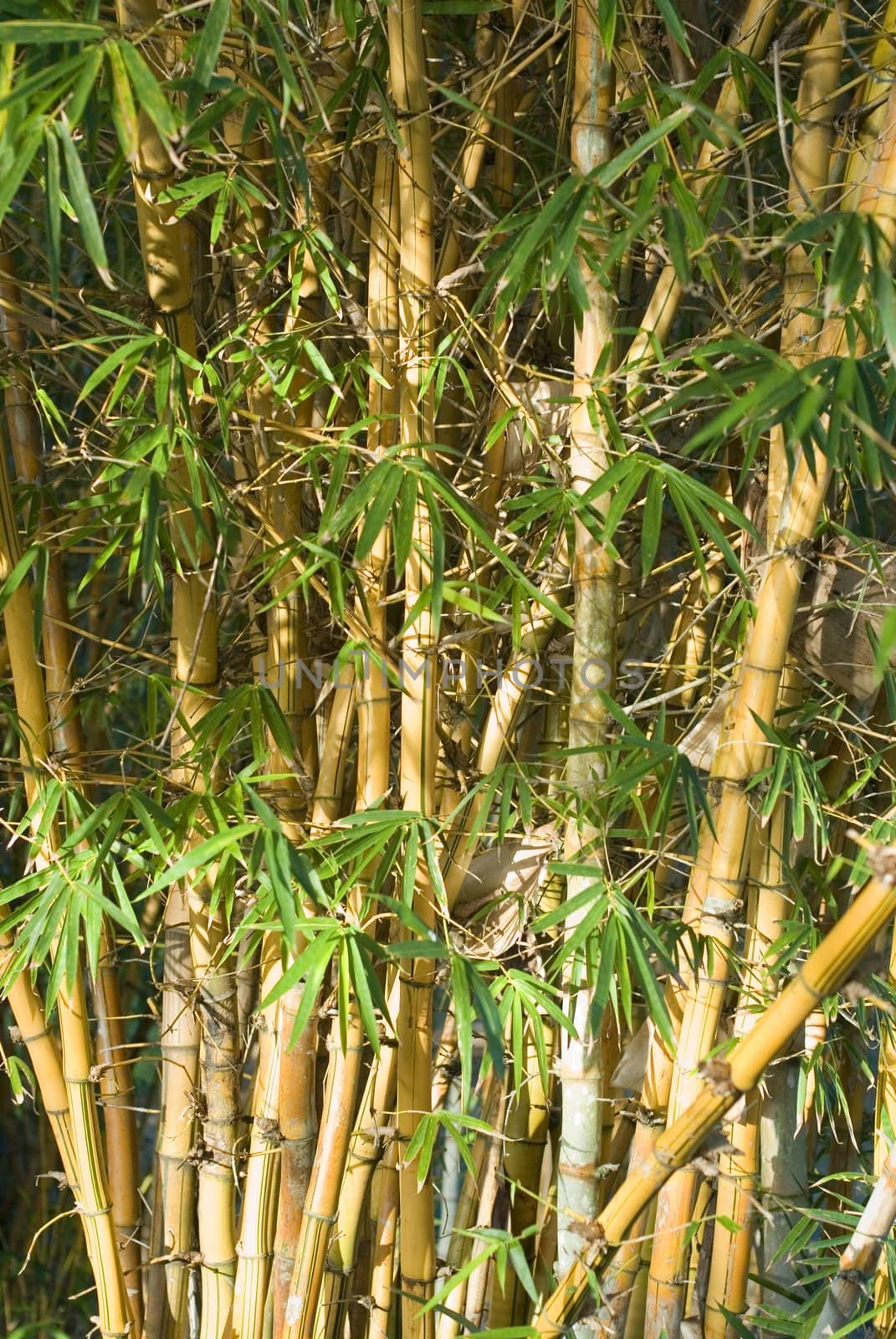tall and straight bamboo cane growing in the wild