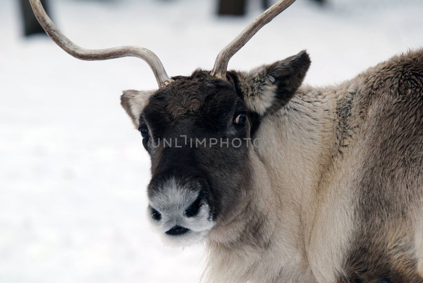 Close-up portrait of a reindeer on a cold Winter day