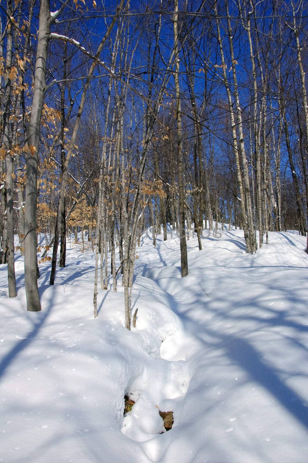 View of a northern forest in Winter