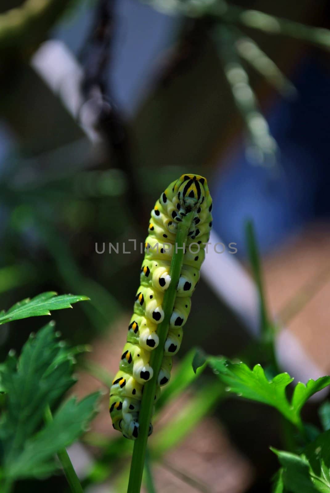 caterpiller snacking on parsley