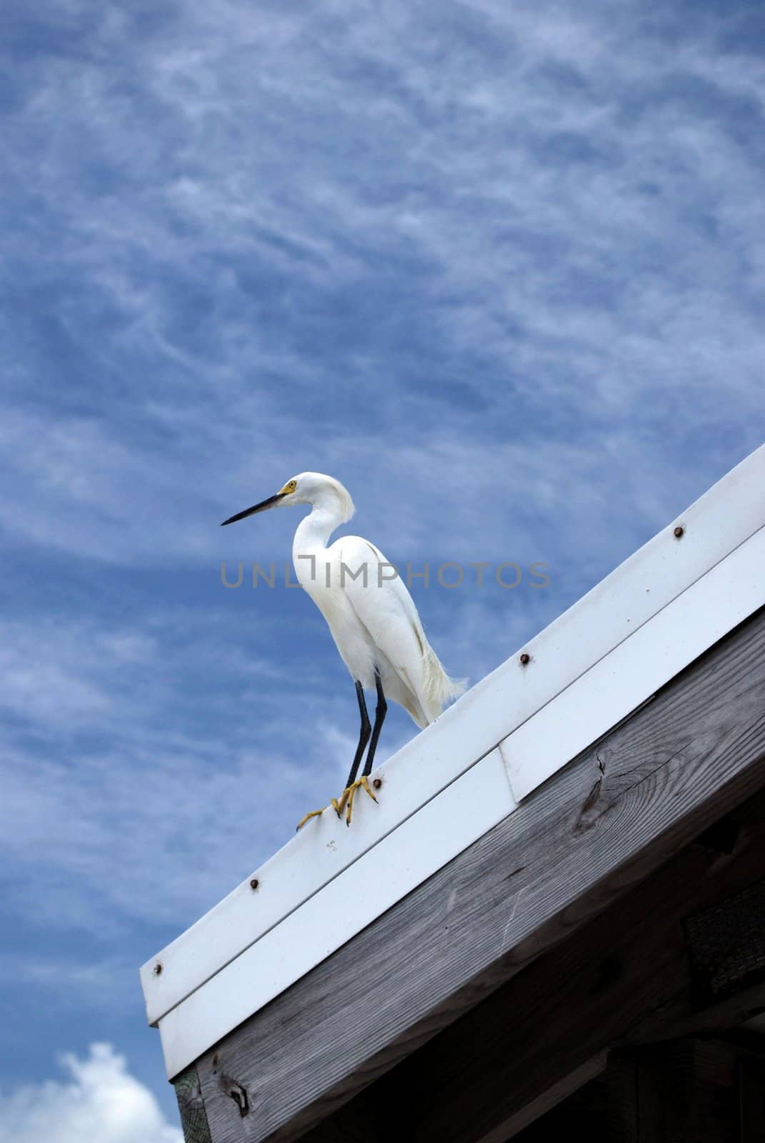 egret resting by chuckpee54