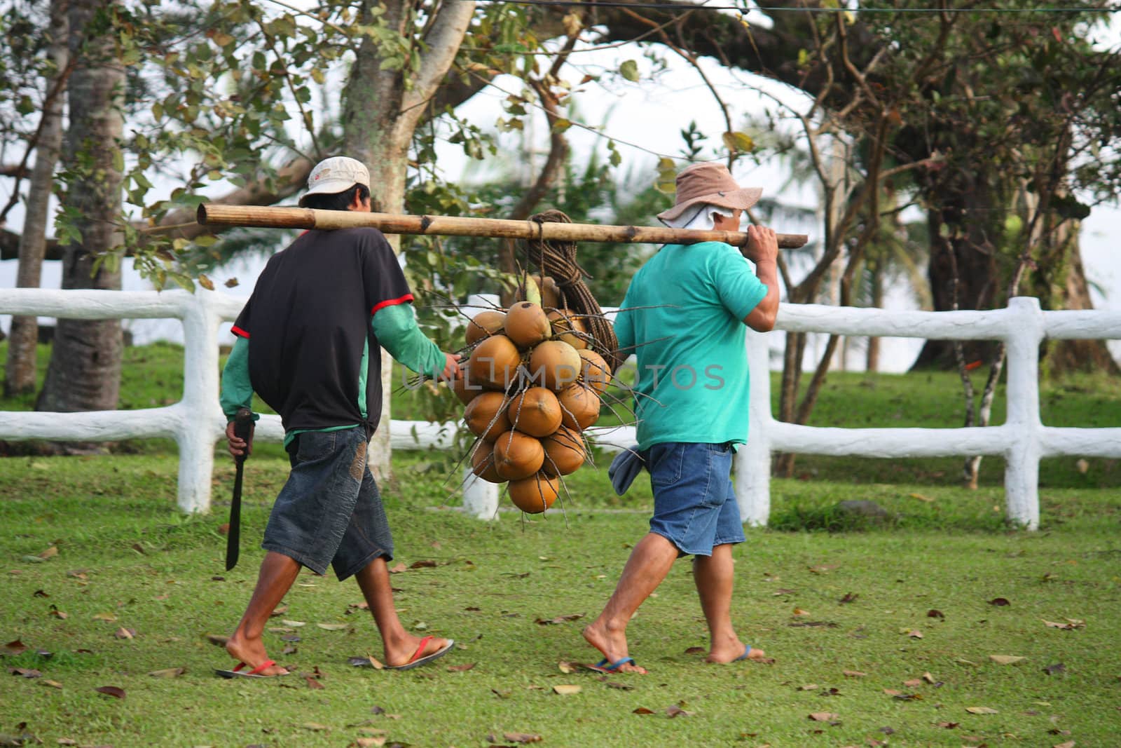 coconut farmers carrying a bunch of coconut with a bamboo pole