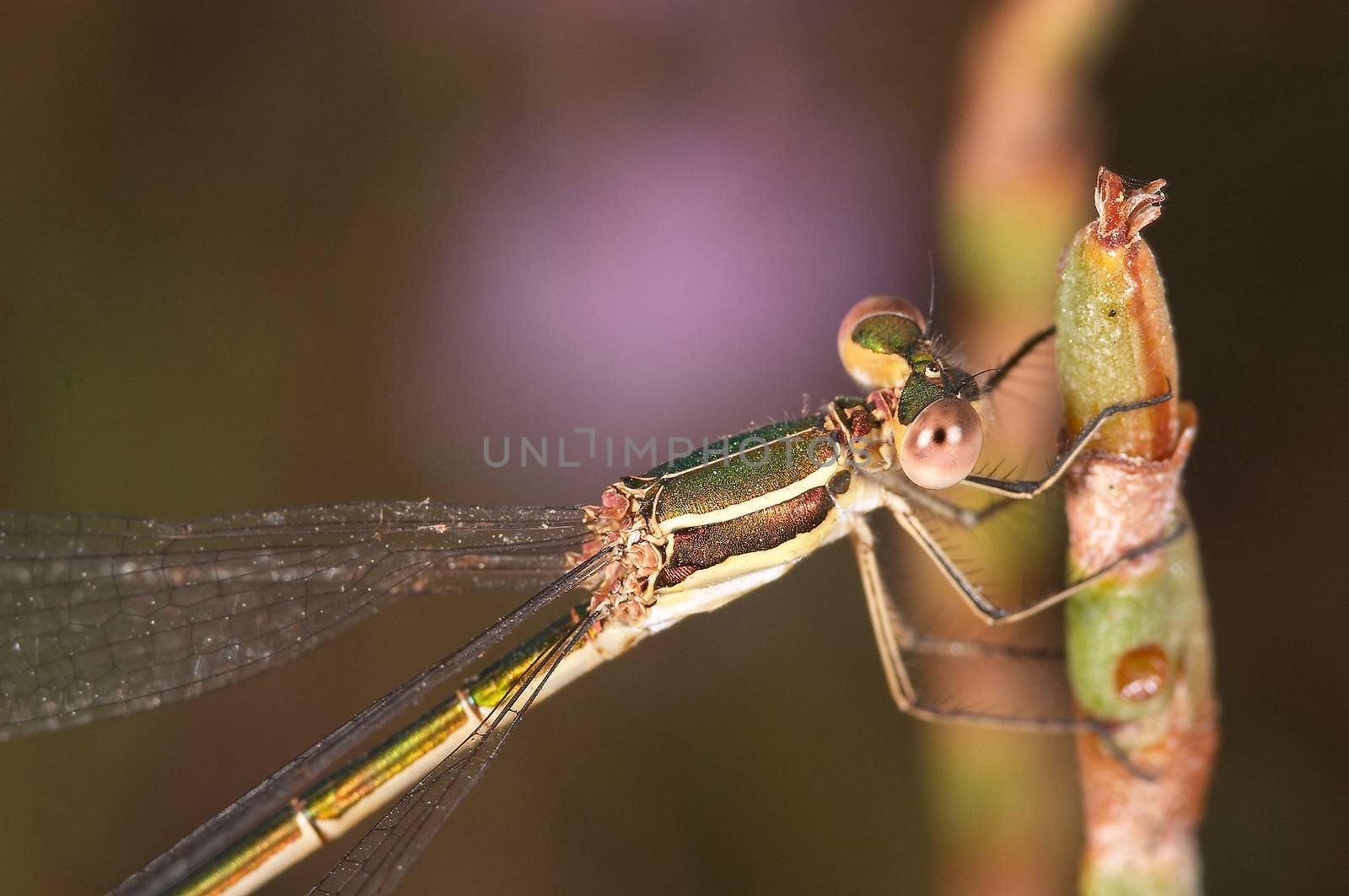 Small speciment of a Dragonfly (Lestes Barbarus)
