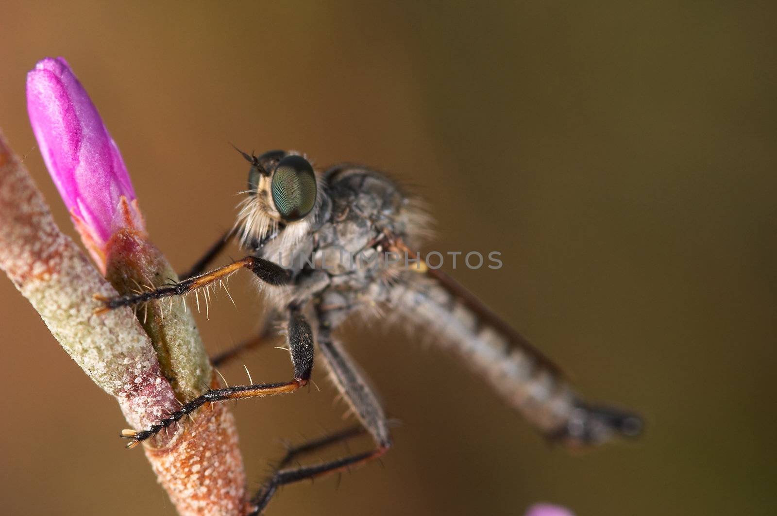 A specimen of Killer Fly -Machimus sp. (Loew, 1849)