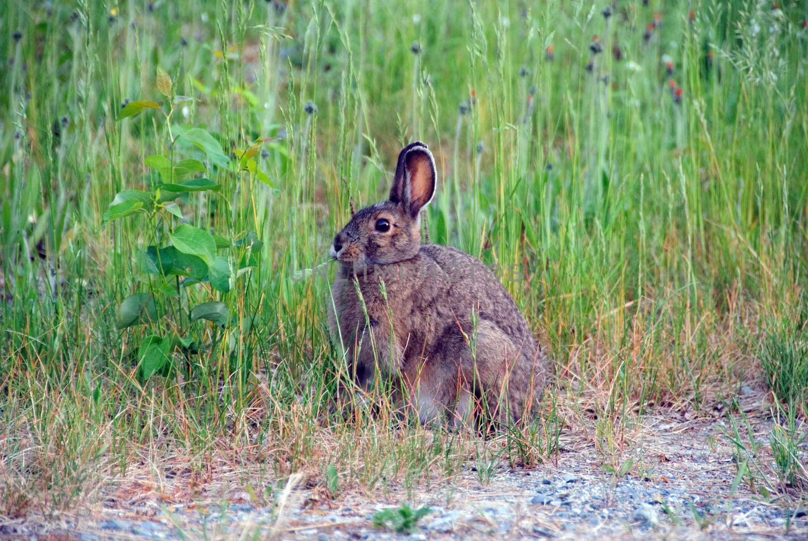 Picture of a Showshoe Hare with it's brown fur in summer