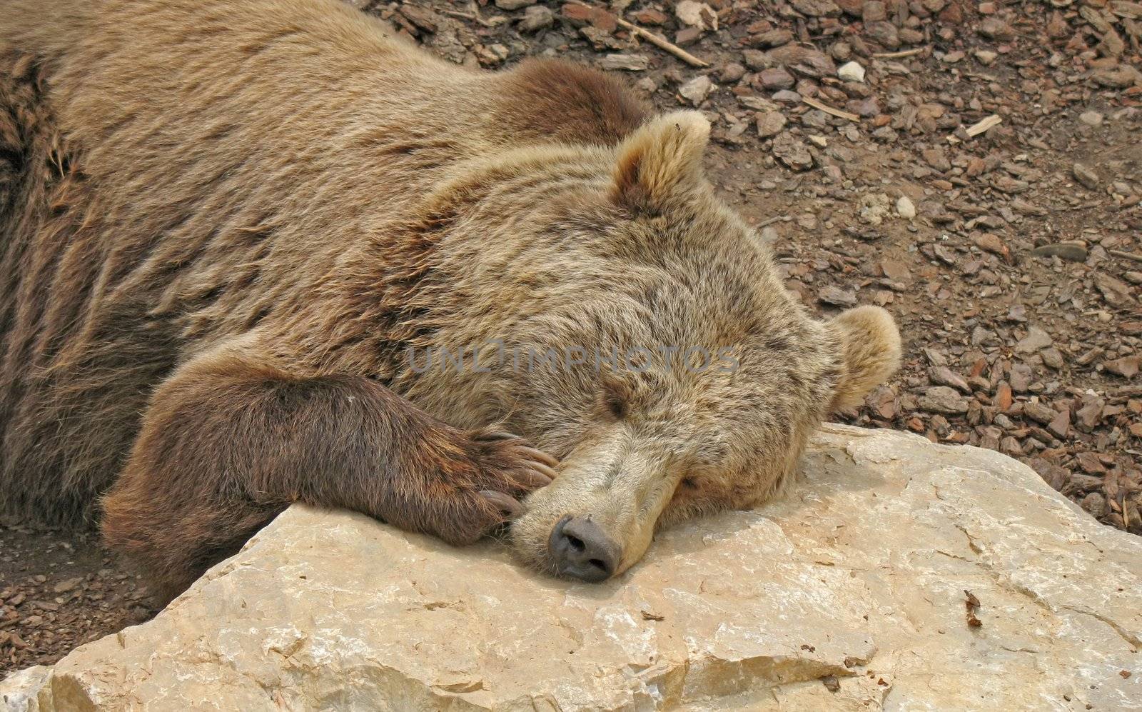 Brown bear that reposes with is head resting on the rocks