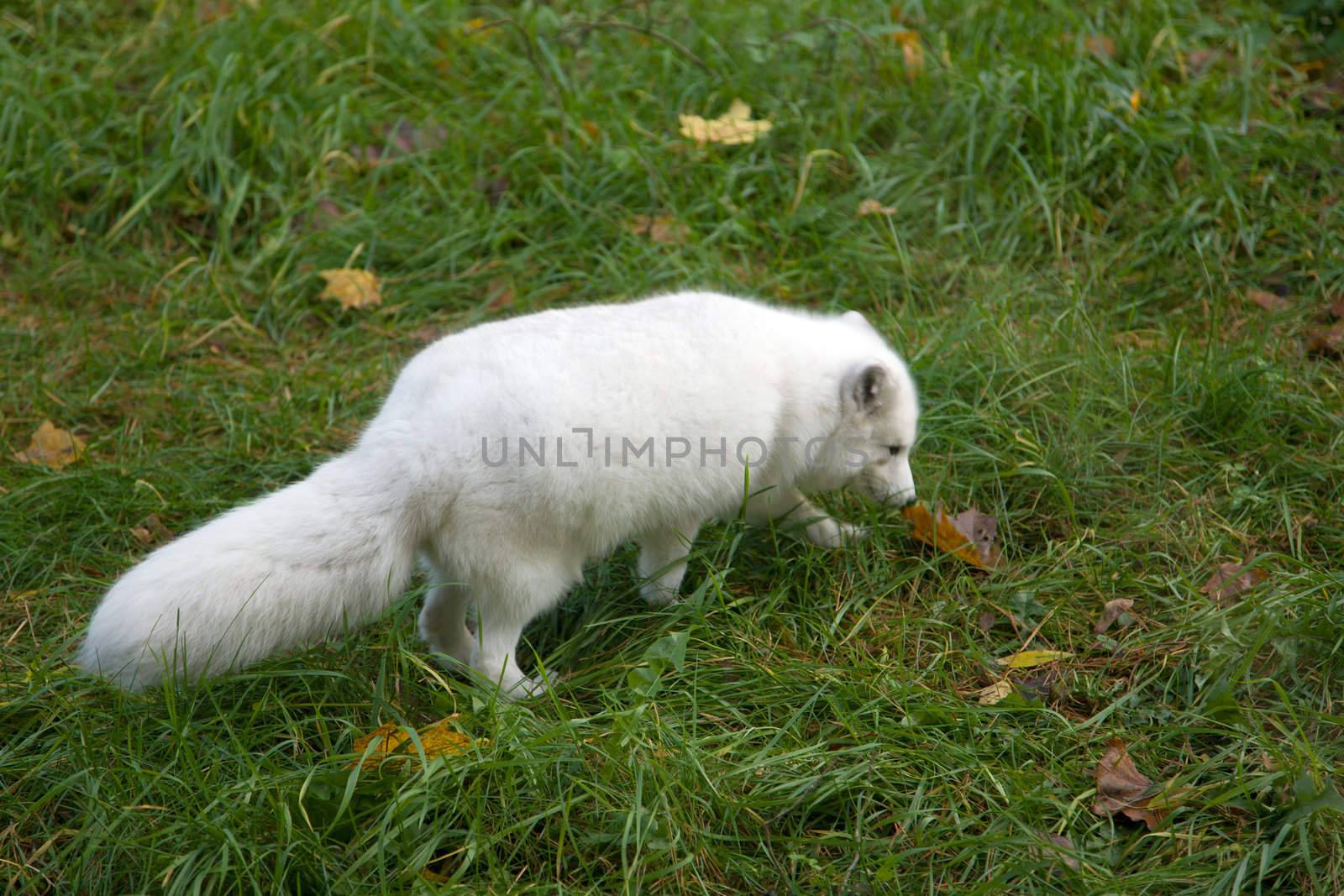 arctic fox