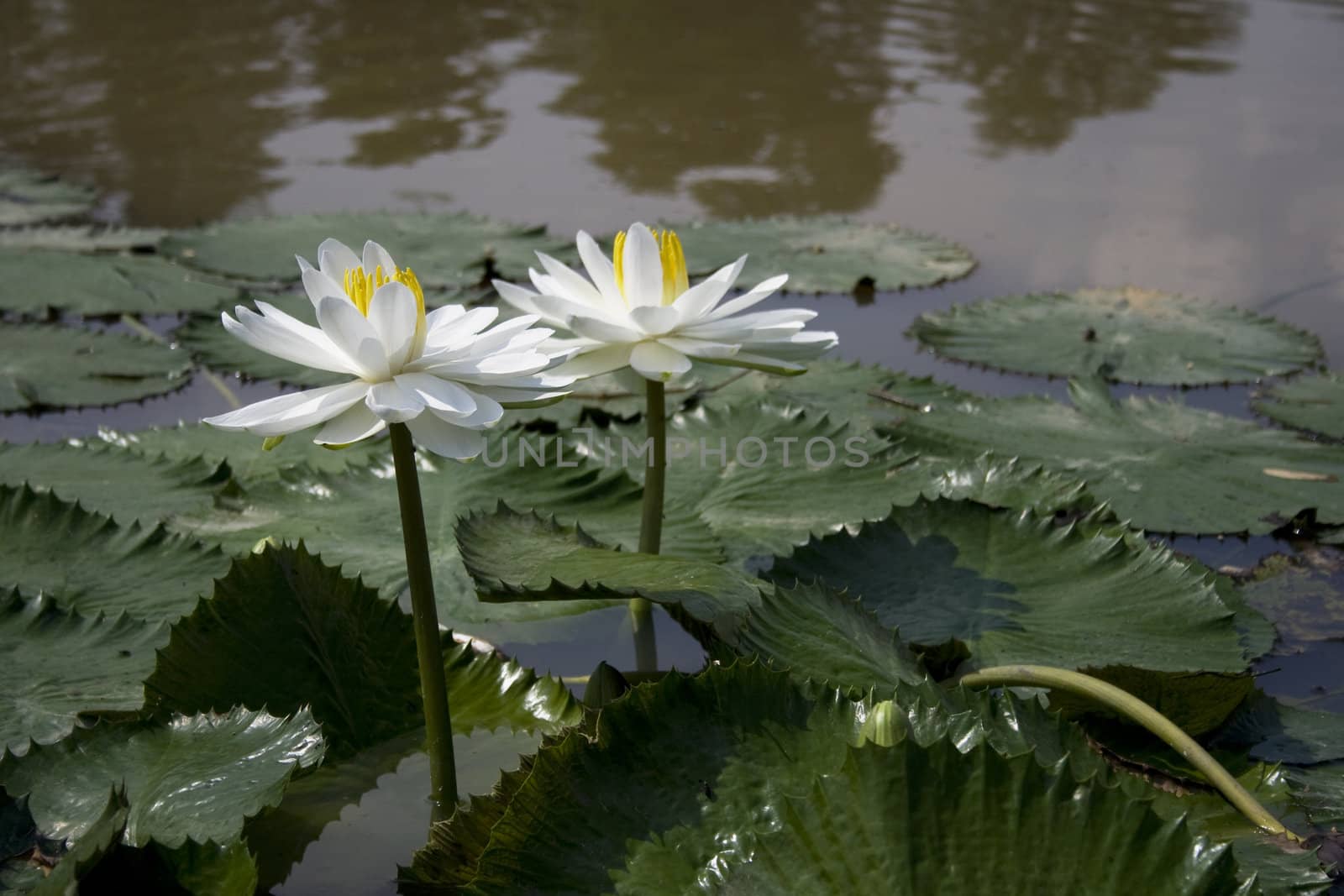 White water lily in a garden.