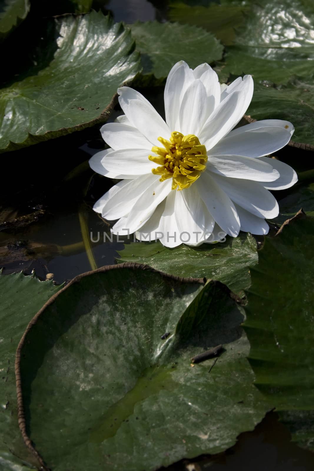 A white water lily in a garden.