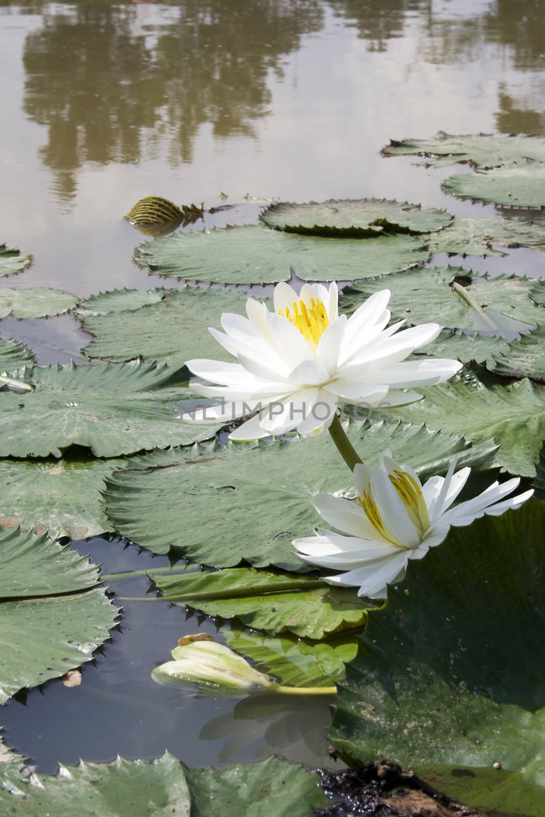 White water lily in a garden.
