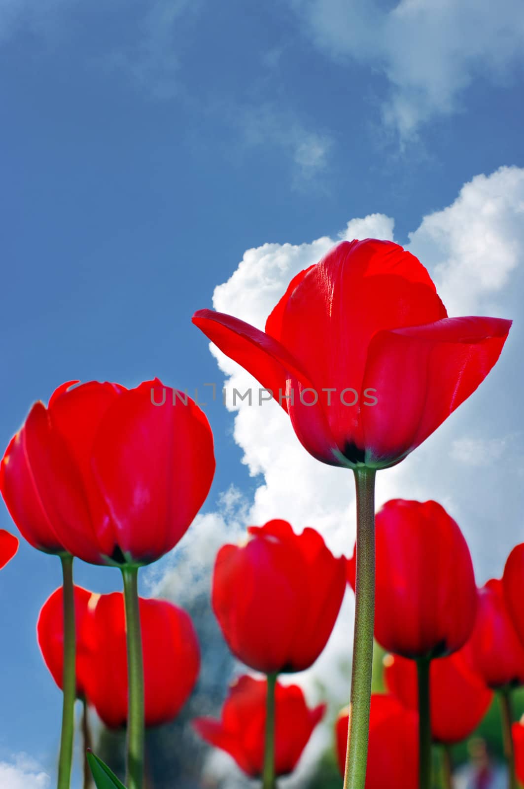 Red tulips on a blue sky background.