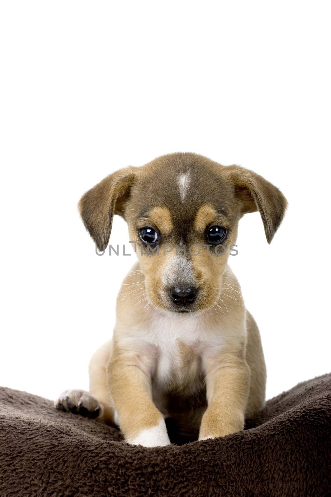 Portrait of a adorable puppy isolated on white
