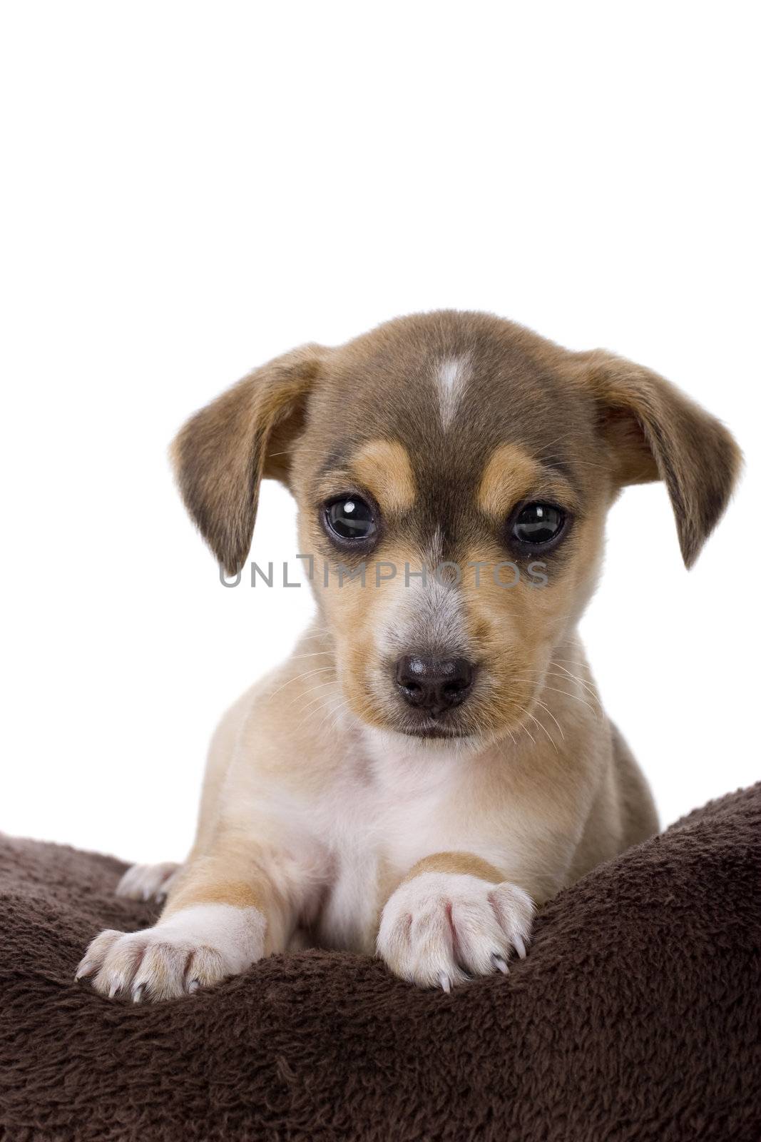 Portrait of a adorable puppy isolated on white
