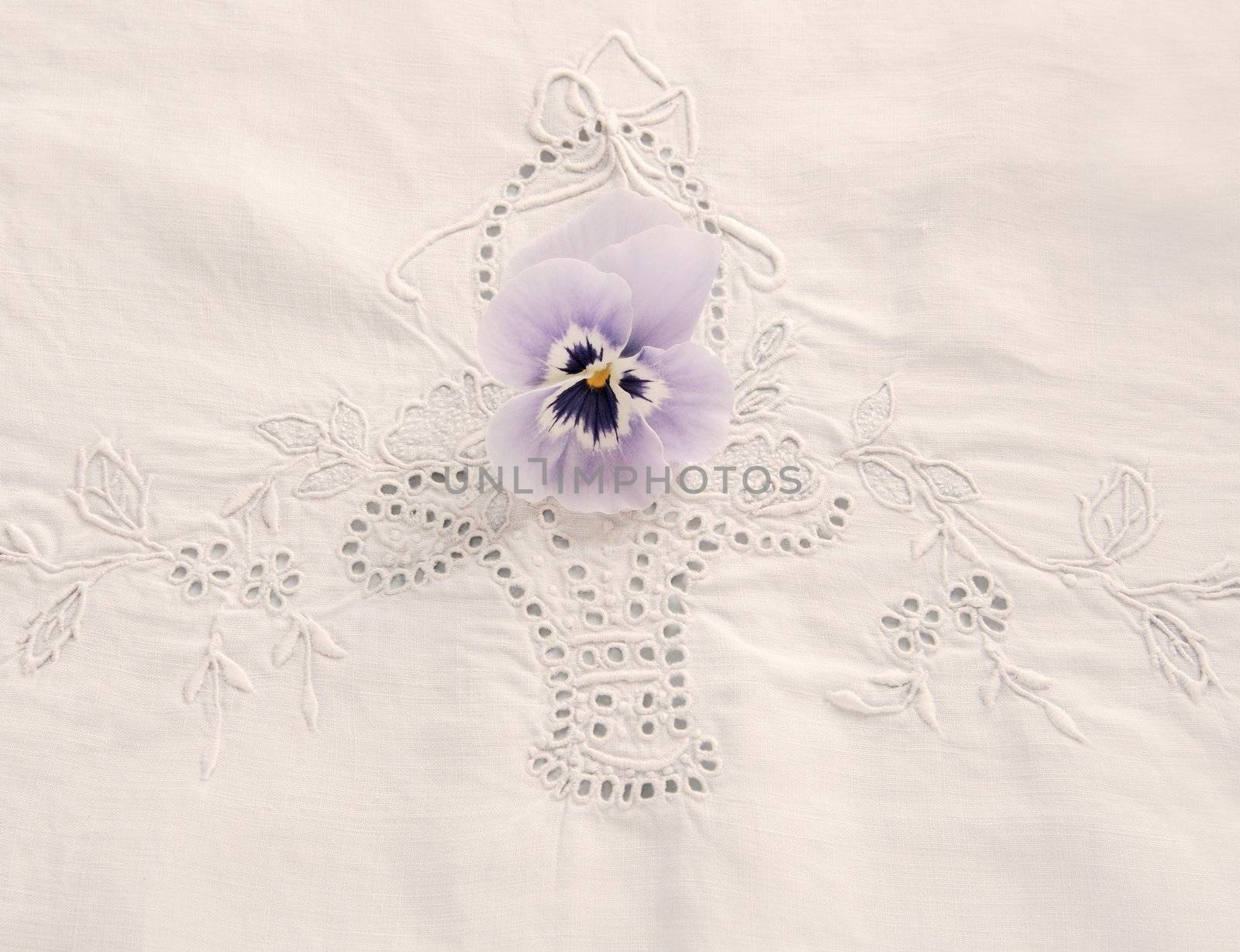 pansy on tablecloth by nebari