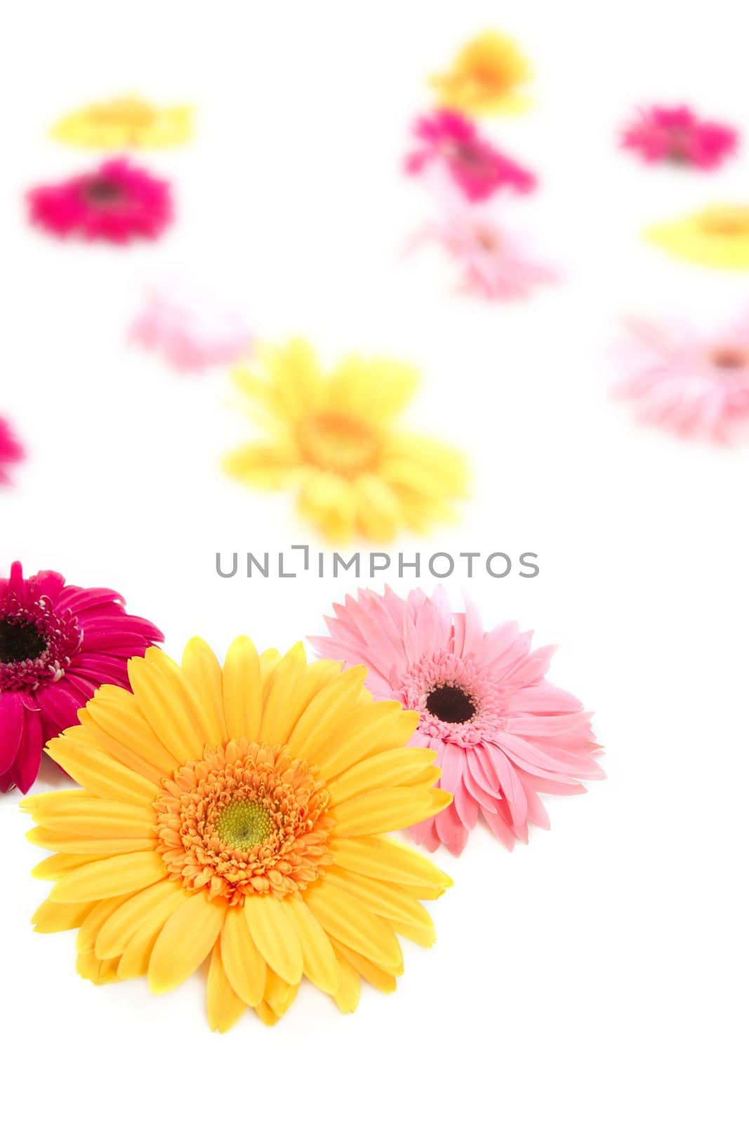 Gerbera yellow flower with colorful blur flowers white background
