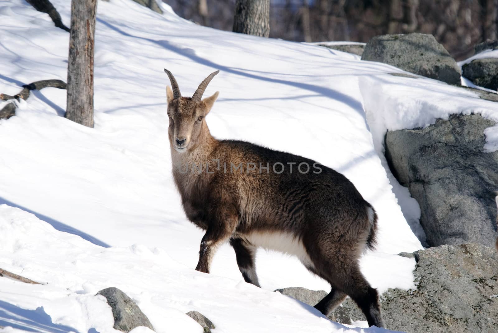 Alpine Ibex in Winter