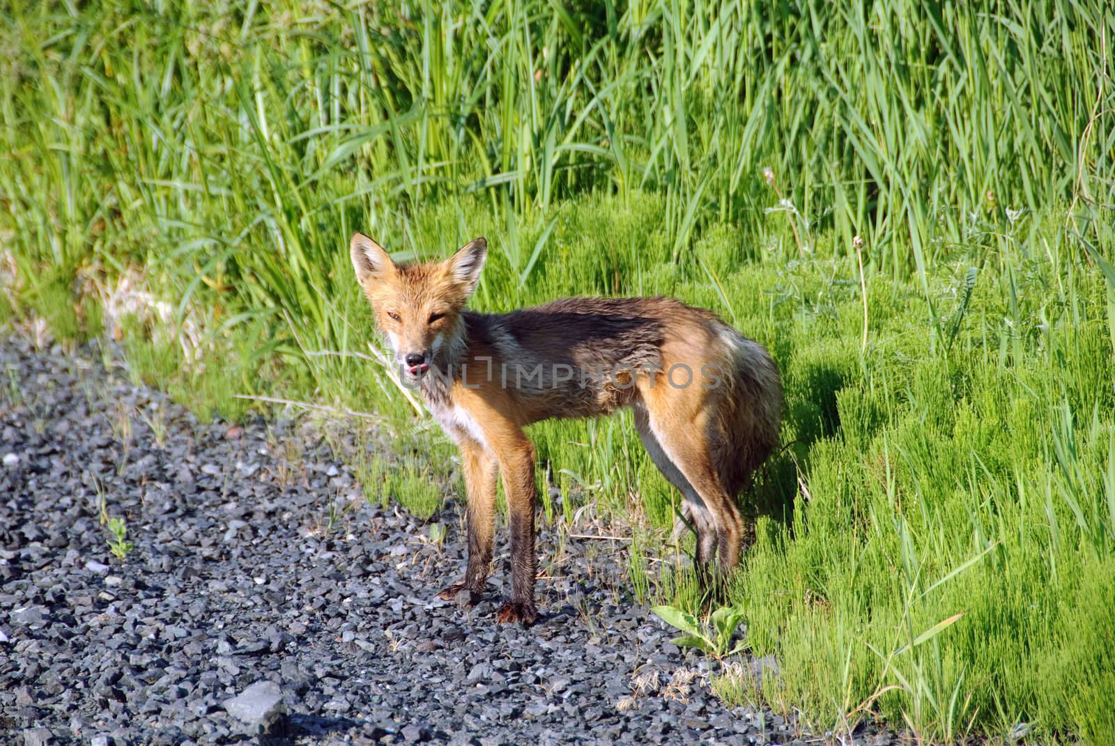 Picture of a skinny Red Fox on the side of the road