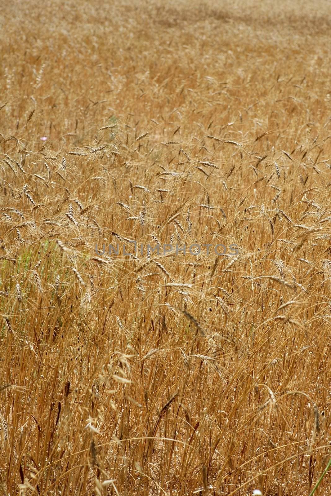 Golden yellow wheat cereal crop field texture by lunamarina