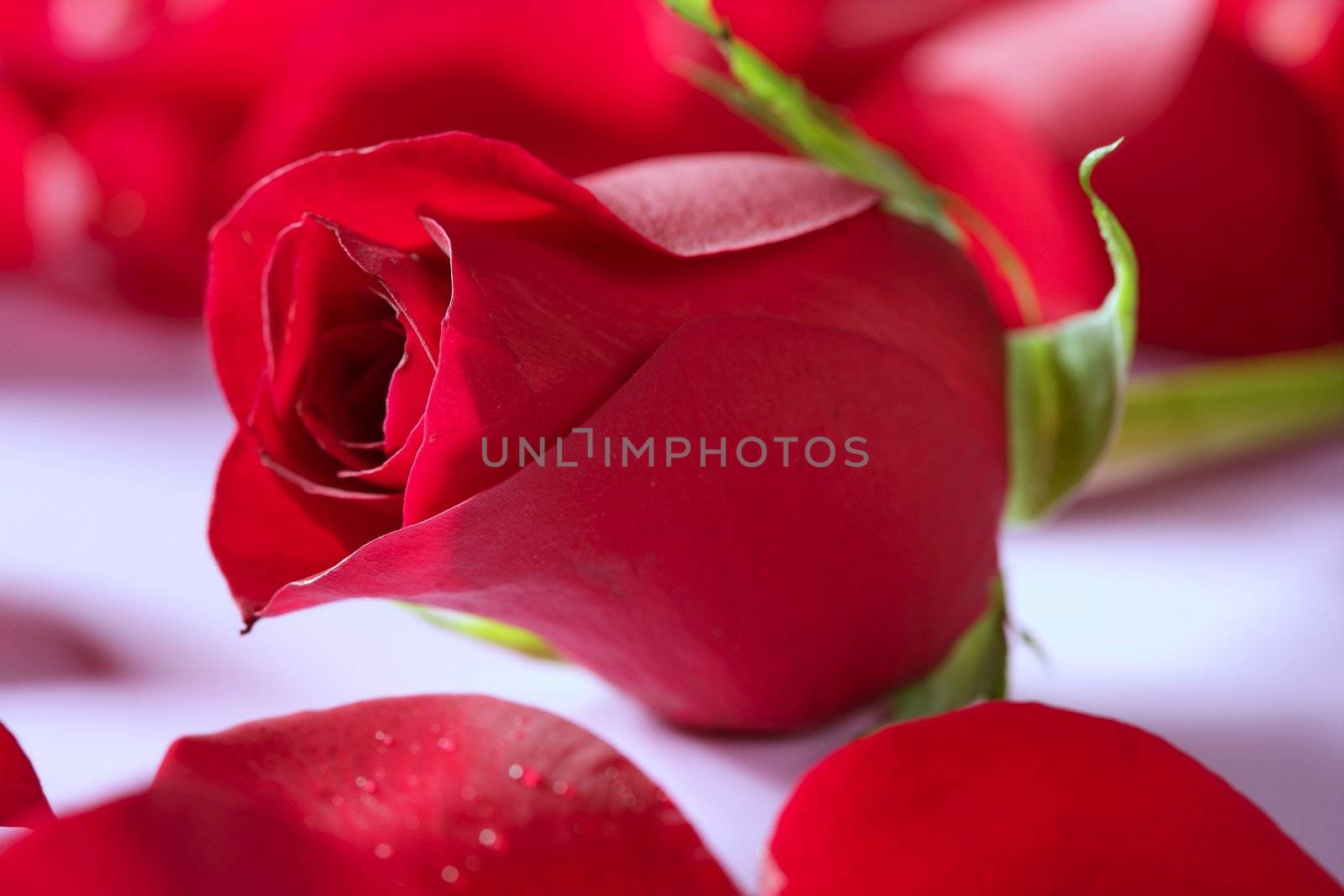 Beautiful red rose flower over petals background