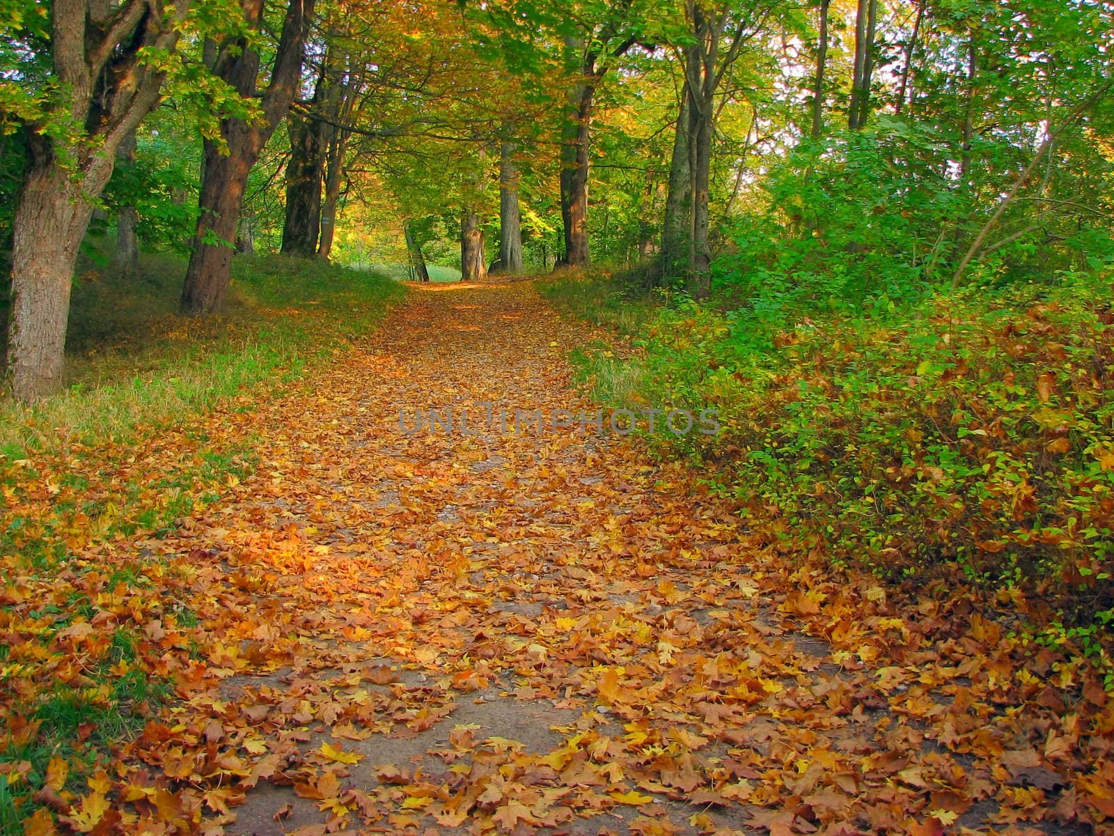 beautiful orange autumn road in the park